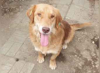 ♥CESAR♥ sehr menschenbezogener Rüde, der wie ein tiefergelegter Golden Retriever wirkt 45 cm