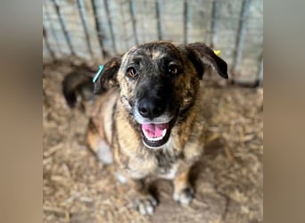 ♥JOELINA♥ super liebe, verschmuste hübsche gestromte Hündin 49 cm