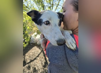 ♥MONI♥ ab 9. Okt auf Pflegestelle bei Köln - hübsche, ganz zutrauliche und liebe Hündin 43cm
