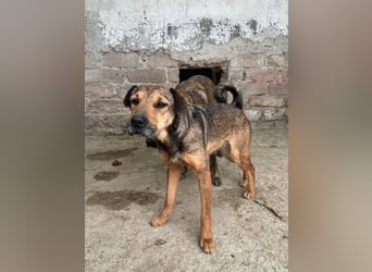 ⭐️ZITA⭐️, treue Seele, Hündin, 4 Jahre, 44 cm, Mischling, Tierschutz Rumänien