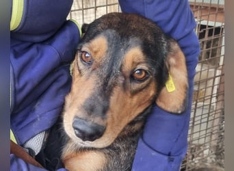 ♥GAROU♥ wunderschöner rotbraun-schwarzer, anhänglicher Rüde mit unglaublicher Lebensfreude 50 cm