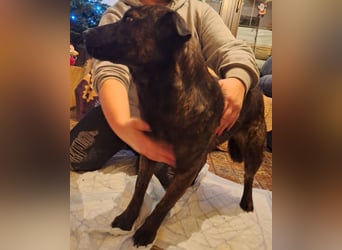 ⭐️ZANA⭐️, Knutschkugel, Hündin, 8,5 Jahre, 45 cm, Mischling, Tierschutz Rumänien