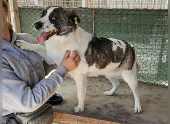 ♥SALLY♥ bildhübsche, ausgesprochene temperamentvolle und ganz menschenbezogene Hündin 46 cm