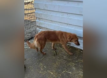 ♥MARIO♥ hübscher roter, ganz lieber, noch zurückhaltender Jungrüde 45 cm