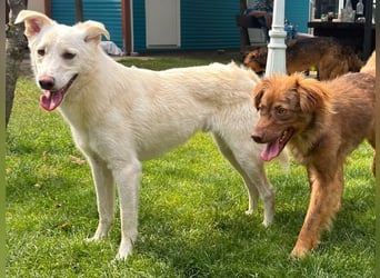 ♥BLANCO♥ auf Pflegestelle bei Köln - sportlicher, zarter, ganz lieber und sensibler Rüde 48cm