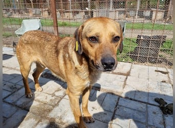 ♥FABIO♥ wunderschöner, aufgeweckter, ganz menschenbezogener Jungspund 49 cm