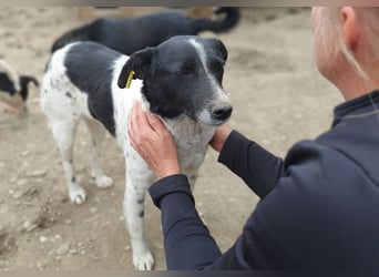 ♥ANGEL♥ so menschenbezogene, liebesbedürftige Hündin,die sich verzweifelt nach Zuneigung sehnt 46cm