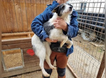 ♥FLORENCE♥ ab 9. Mai auf Pflegestelle bei Köln - bezaubernde, anfangs noch vorsichtige Hündin 48cm