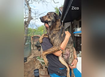 ⭐️ZICO⭐️, besonderes Seelchen, Rüde, 4 Jahre, 48 cm, Mischling, Tierschutz Rumänien