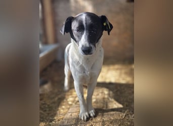 ♥AFRICA♥ zuckersüße, hübsche, noch unsichere Juniorin 42 cm
