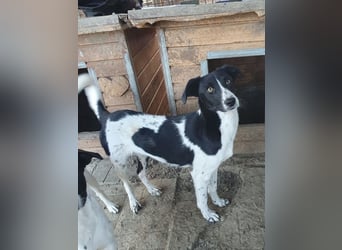 ♥SANCHO♥ wunderbarer, hübscher, anhänglicher, sensibler Jungrüde 48 cm