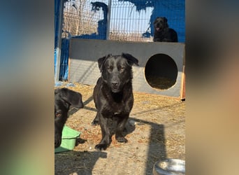 ⭐️COSTEL⭐️, lieber Charakter-Kopf, Rüde, 3,5 Jahre, 42 cm, Mischling, Tierschutz Rumänien