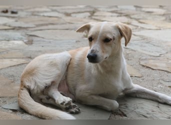 Notfell ⭐️CAPPI⭐️, Rüde, 9 Jahre, 47 cm, Mischling, Tierschutz Rumänien