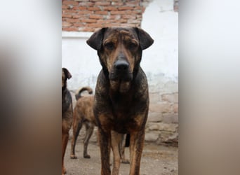 ⭐️ZICO⭐️, besonderes Seelchen, Rüde, 4 Jahre, 48 cm, Mischling, Tierschutz Rumänien
