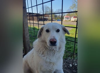 ♥JANOSCH♥ hübscher, sehr lieber, anfangs noch vorsichtiger Labrador-Mix-Rüde 48 cm