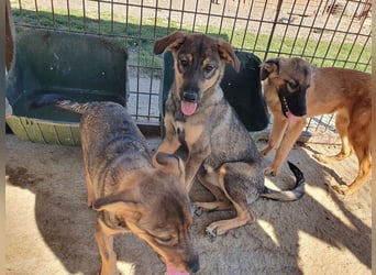 ♥FEE♥ hübsche, braun-grau gestromte Juniorin mit einem ganz besonders feinen Wesen 45 cm (wachsend)