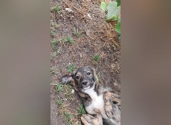 Lara wünscht sich ein Zuhause