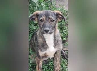 Lara wünscht sich ein Zuhause