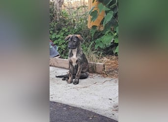 Lara wünscht sich ein Zuhause