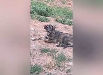 Lara wünscht sich ein Zuhause