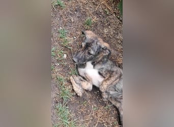 Lara wünscht sich ein Zuhause