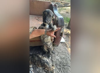 Lara wünscht sich ein Zuhause