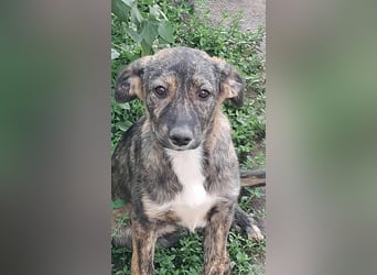 Lara wünscht sich ein Zuhause