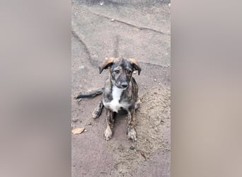 Lara wünscht sich ein Zuhause