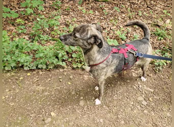 Siri wartet in 21789 Wingst