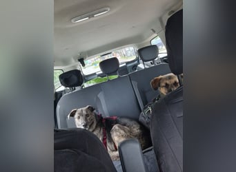 Siri wartet in 21789 Wingst