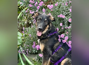 Enola, die sanfte Dame !!