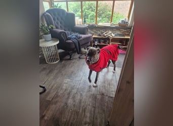 Siri wartet in 21789 Wingst