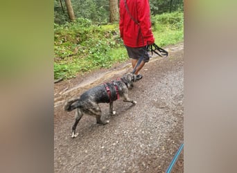 Siri wartet in 21789 Wingst