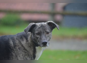 Siri wartet in 21789 Wingst