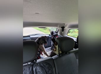 Siri wartet in 21789 Wingst