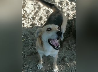 Lupita - sehr liebe und ruhige Seniorin braucht endlich eine Familie