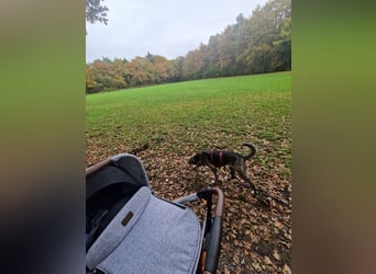 Siri wartet in 21789 Wingst