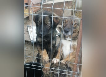 Jaski - entspannte und gemütliche Hündin