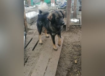 Jaski - entspannte und gemütliche Hündin