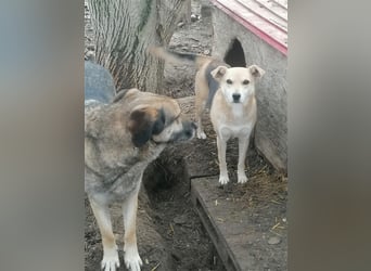 Lupita - sehr liebe und ruhige Seniorin braucht endlich eine Familie