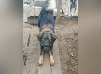 Jaski - entspannte und gemütliche Hündin