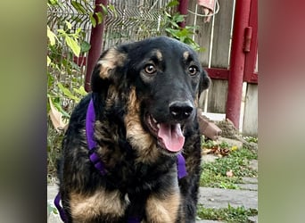 Enola, die sanfte Dame !!