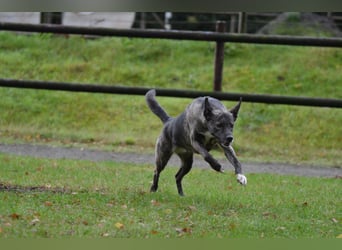 Siri wartet in 21789 Wingst