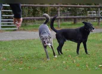 Siri wartet in 21789 Wingst