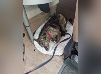 Siri wartet in 21789 Wingst