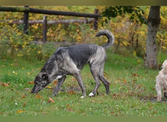 Siri wartet in 21789 Wingst