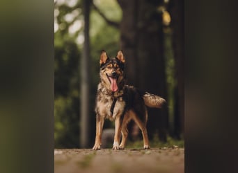 Freundliche und fröhliche Dana ❤️ sucht ihre Familie