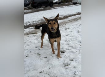 Kerry ❤️ aus dem Tierschutz sucht ihr Glück