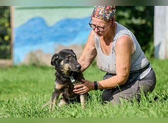 Leo ❤️ Freundlicher junger Rüde sucht liebevolle Menschen