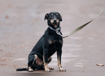 Theodor ❤️ kein Straßenhund, sondern ein Herzenshund